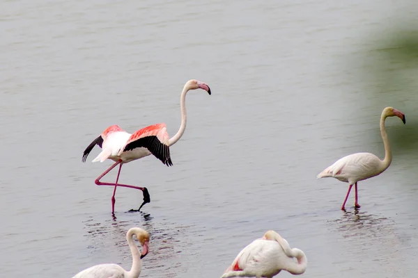 Flamingo — Stockfoto