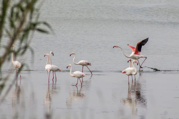 Flamingo 's — Stockfoto