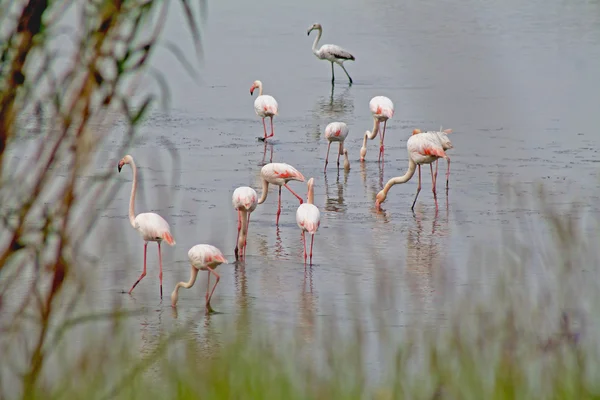 Flamingo 's — Stockfoto