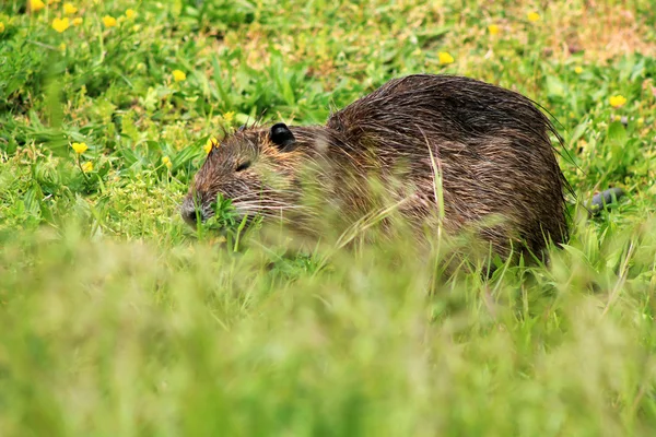 Nutria, primo piano — Foto Stock