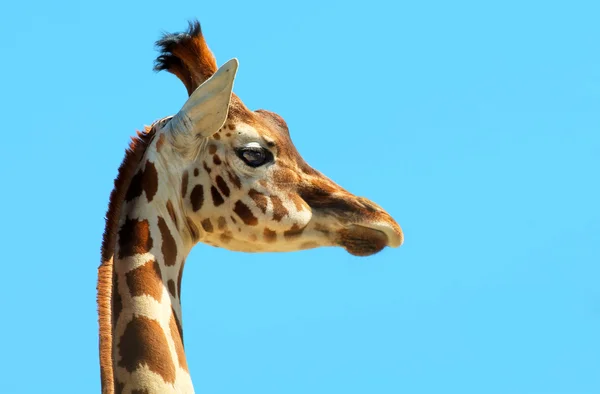 Junge Giraffe — Stockfoto