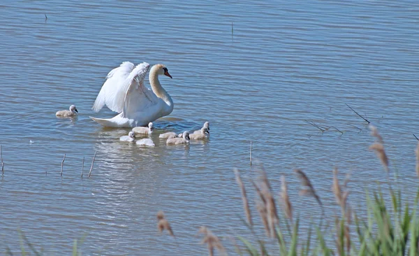 Familie zwaan — Stockfoto