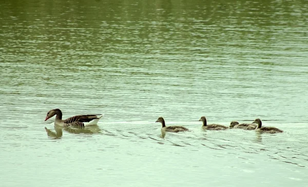 Gans familie — Stockfoto