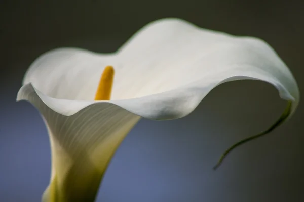 Arum lelies, cala — Stockfoto