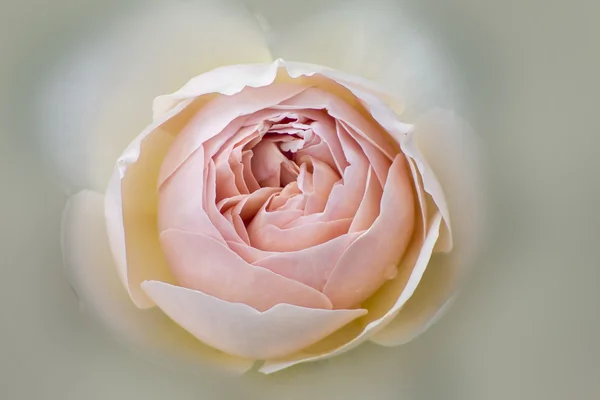 Rosa tenera beige — Foto Stock