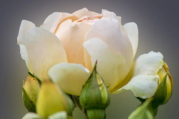 Beige soft rose — Stock Photo, Image