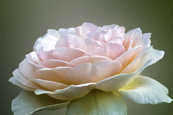 Beige soft rose — Stock Photo, Image