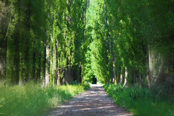 Grüne Gasse — Stockfoto