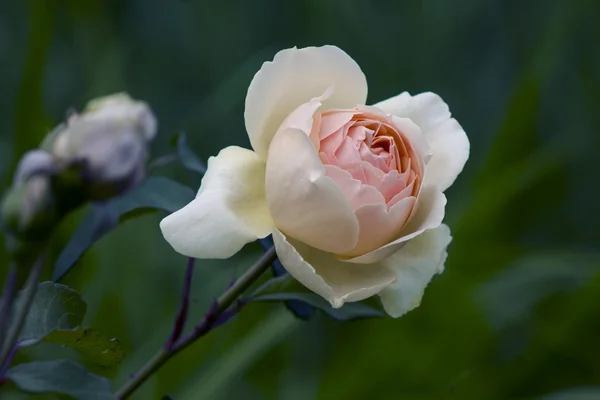 Beżowy róża miękka — Zdjęcie stockowe