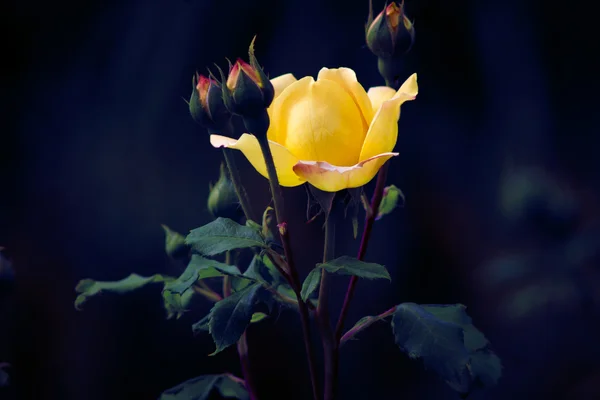 Yellow rose — Stock Photo, Image