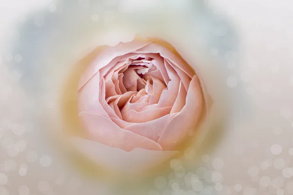 Бежевая мягкая роза — стоковое фото