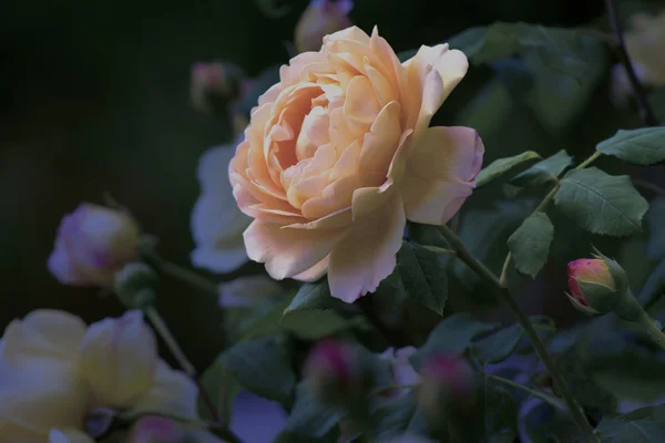 Yellow rose — Stock Photo, Image