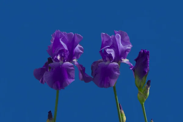 Flori Iris — Fotografie, imagine de stoc