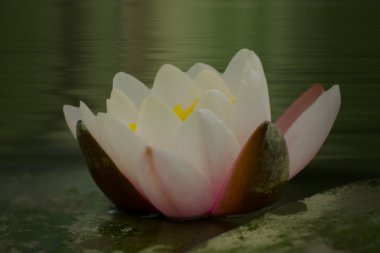 Nilüfer çiçekleri 