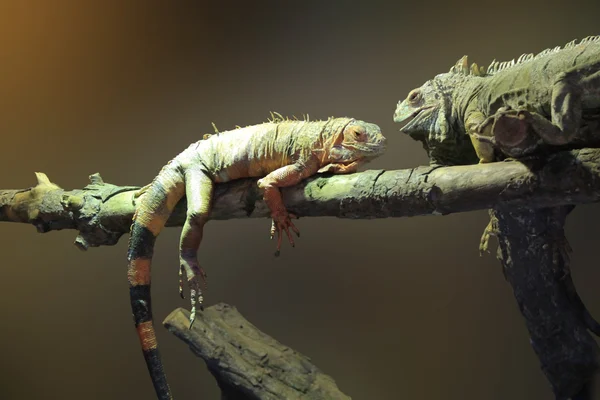 Leguan — Stockfoto