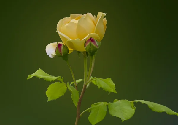 Žlutá růže — Stock fotografie