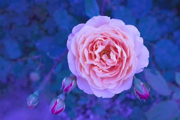 Rosa Rose — Stockfoto