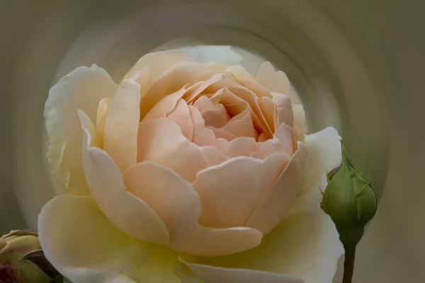 Beige rose — Stock Photo, Image