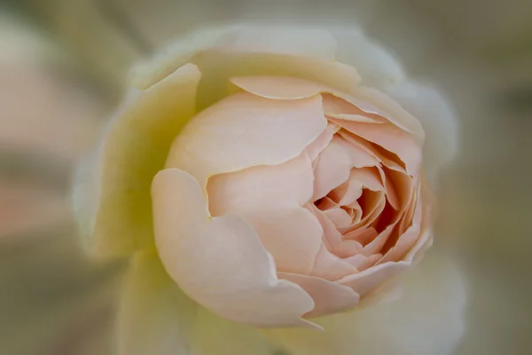 米色玫瑰 — 图库照片