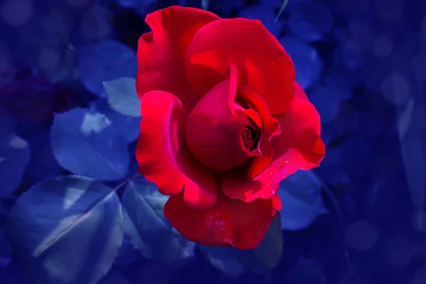 Rote Rose — Stockfoto