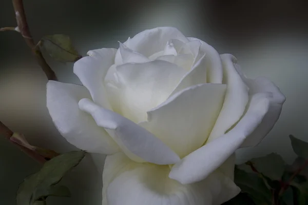 White Rose — Stock Photo, Image