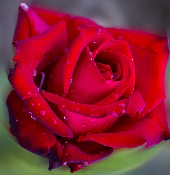 Rosa roja — Foto de Stock