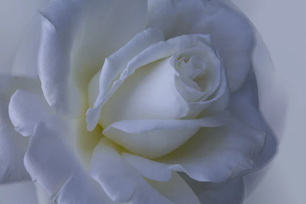 White Rose — Stock Photo, Image