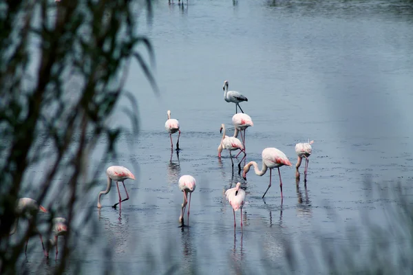 Flock flamingos — Stock Photo, Image