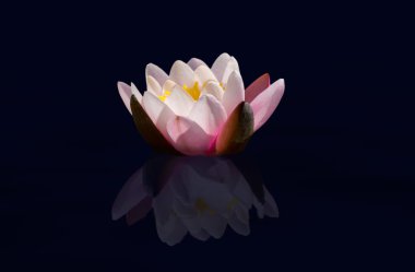 Lotus çiçeği.