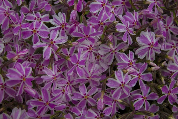 Purple flowers — Stock Photo, Image