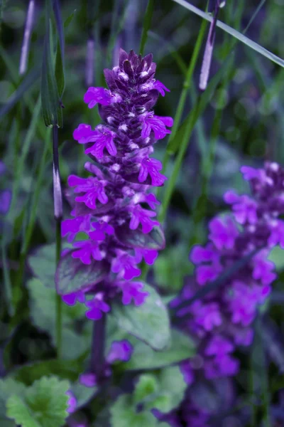 Viola de fiore — Foto de Stock