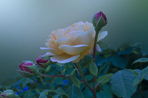 Schöne gelbe Rose — Stockfoto