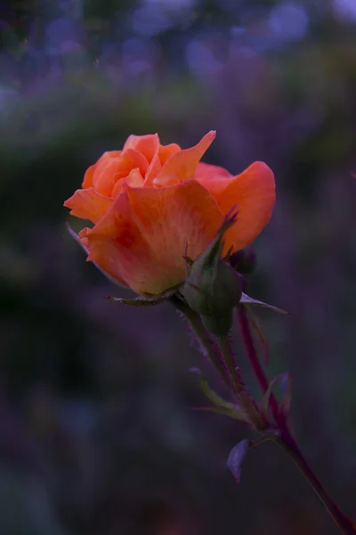 Beautiful, orange rose — Stock Photo, Image