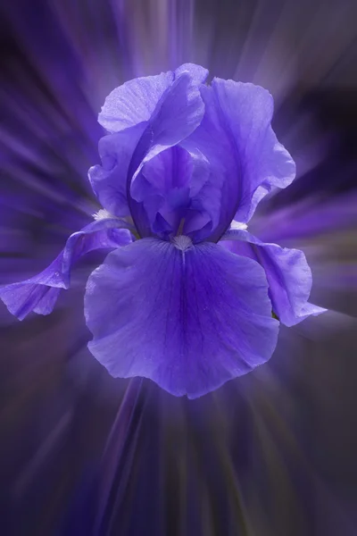 Iris violet fleurs sur un fond vert — Photo