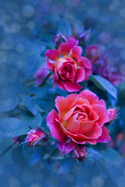 Rote Rose — Stockfoto