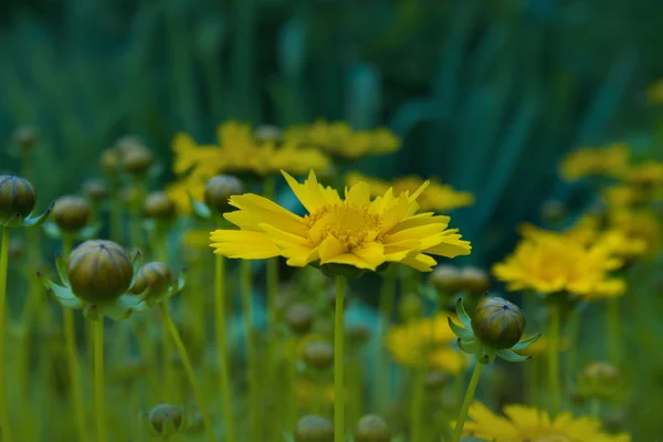 Flor amarela, close-up — Fotografia de Stock