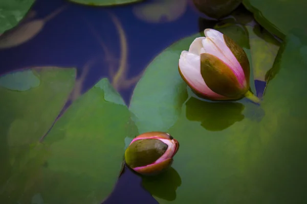 Lotusblomma på vattnet — Stockfoto