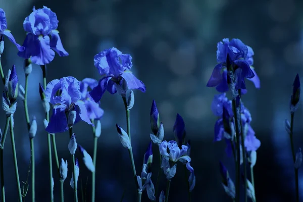 Paarse iris bloemen — Stockfoto