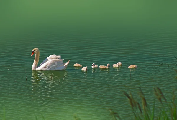 Cigno con piccoli cigni carini Foto Stock