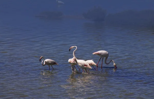 Groep van roze flamingo 's — Stockfoto