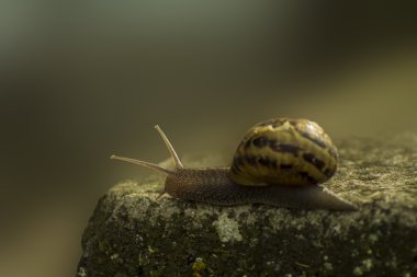 salyangoz kabuğu ile