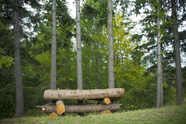 Felled logs in the forest — Stock Photo, Image