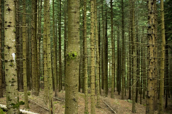 Felled pine logs — Stock Photo, Image