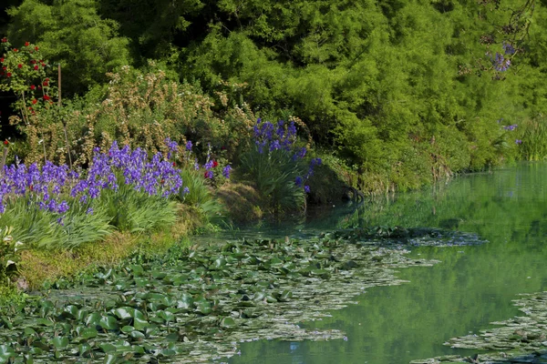 Teich mit Lilien im Park — Stockfoto