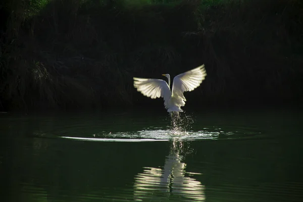 Elegante witte reiger — Stockfoto