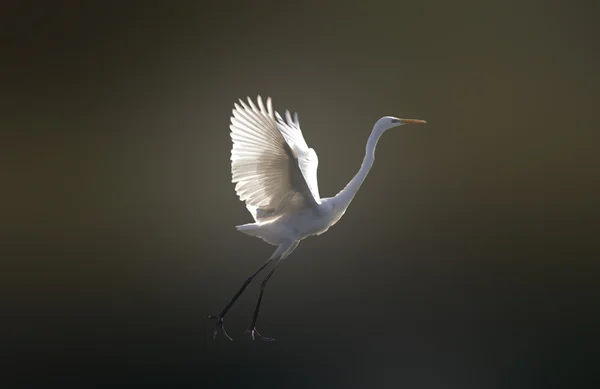 Elegant White heron — Stock Photo, Image