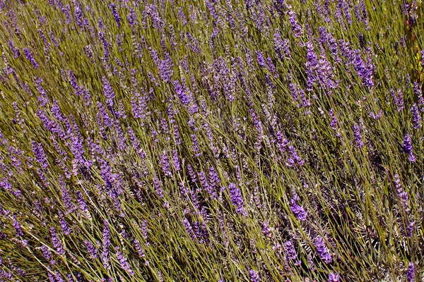 Campo de lavanda no verão — Fotografia de Stock