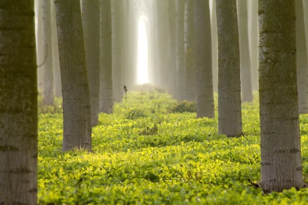 Kmeny stromů v mlze — Stock fotografie