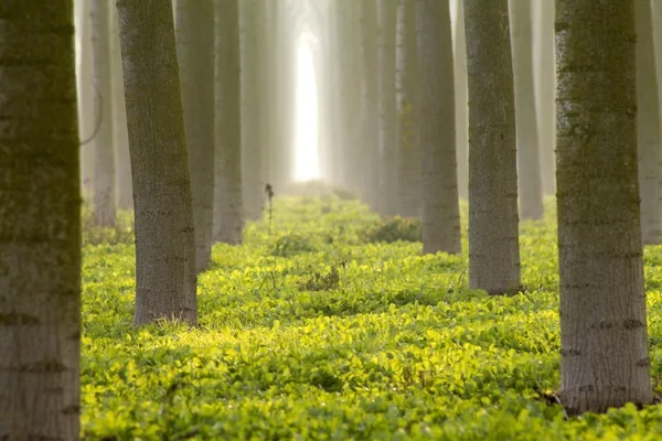 Troncs d'arbres dans le brouillard — Photo