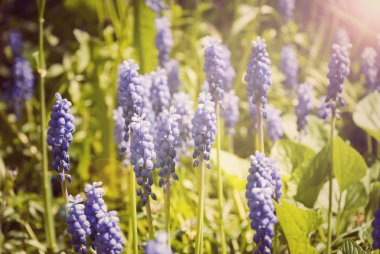 arka plan ile mor çan çiçeği çiçek çiçekler 